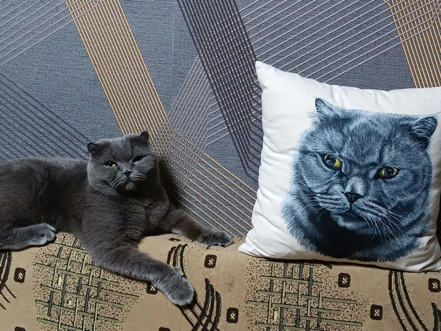 Портрет кота